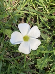 Oxalis minuta