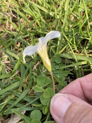 Oxalis minuta