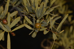 Santalum spicatum