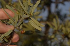 Santalum spicatum