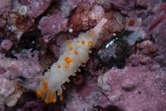 Limacia lucida