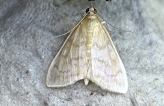 Hahncappsia pergilvalis