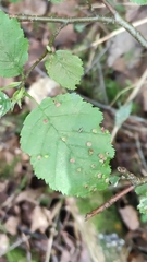 Eriophyes alniincanae