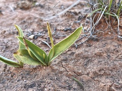 Ophioglossum polyphyllum