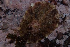 Scutellastra tabularis