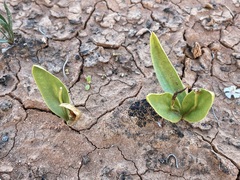Ophioglossum polyphyllum