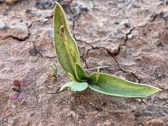 Ophioglossum polyphyllum