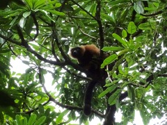 Varecia rubra