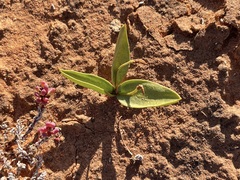 Ophioglossum polyphyllum