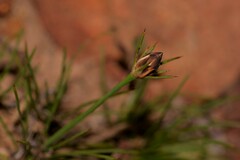 Borya sphaerocephala