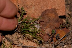 Borya sphaerocephala