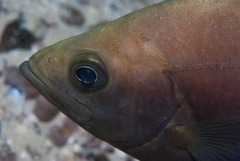 Spondyliosoma emarginatum