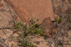 Borya sphaerocephala