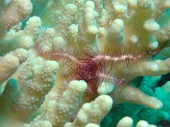 Ophiothrix purpurea