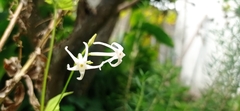 Rytidostylis