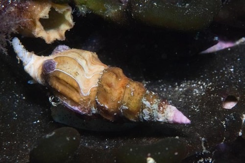 Clionella semicostata