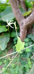 Rytidostylis