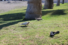 Streptopelia decaocto