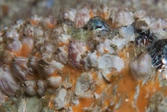 Notomegabalanus algicola