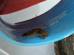 Arion fasciatus