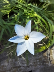 Ipheion uniflorum