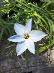 Ipheion uniflorum