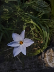 Ipheion uniflorum