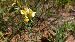 Linaria buriatica
