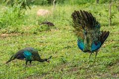 Pavo muticus imperator