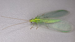 Nineta vittata