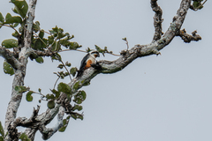 Microhierax caerulescens burmanicus