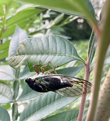 Neotibicen lyricen