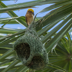Ploceus philippinus angelorum