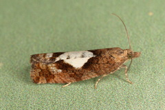 Epinotia brunnichana