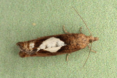 Epinotia brunnichana
