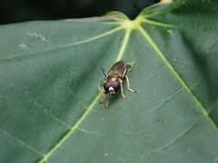 Xylota
