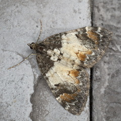 Dysstroma latefasciata