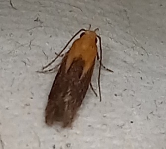 Stomopteryx basalis