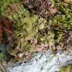 Ricasolia amplissima