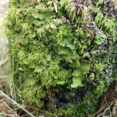 Ricasolia amplissima