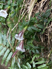Tripterospermum microphyllum