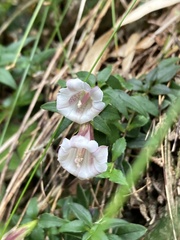 Tripterospermum microphyllum