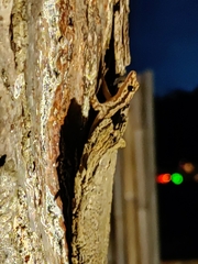 Hemidactylus platyurus