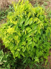 Angiospermae