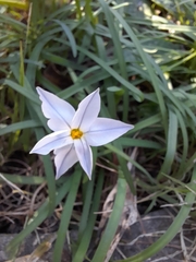 Ipheion uniflorum