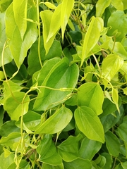 Angiospermae