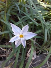 Ipheion uniflorum