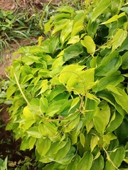 Angiospermae