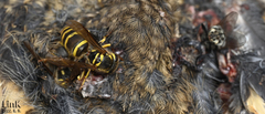 Vespula koreensis