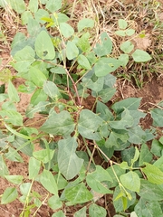 Fabaceae